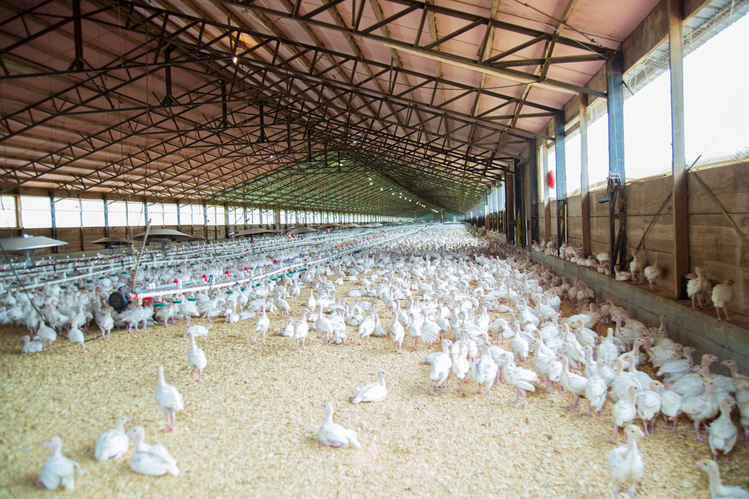 Demand for Cage-Free Eggs in Hong Kong to increase by 140 Million eggs annually
