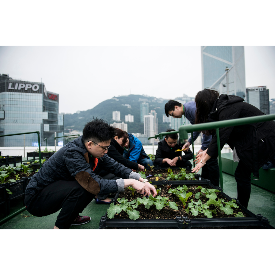Making our cities more resilient and liveable through urban farming