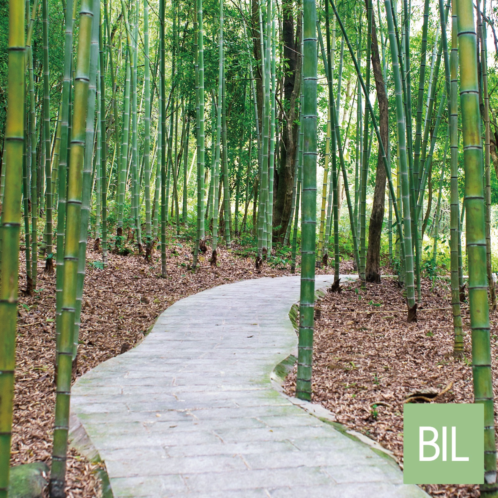 Our Bamboo can contribute to your ESG commitment!