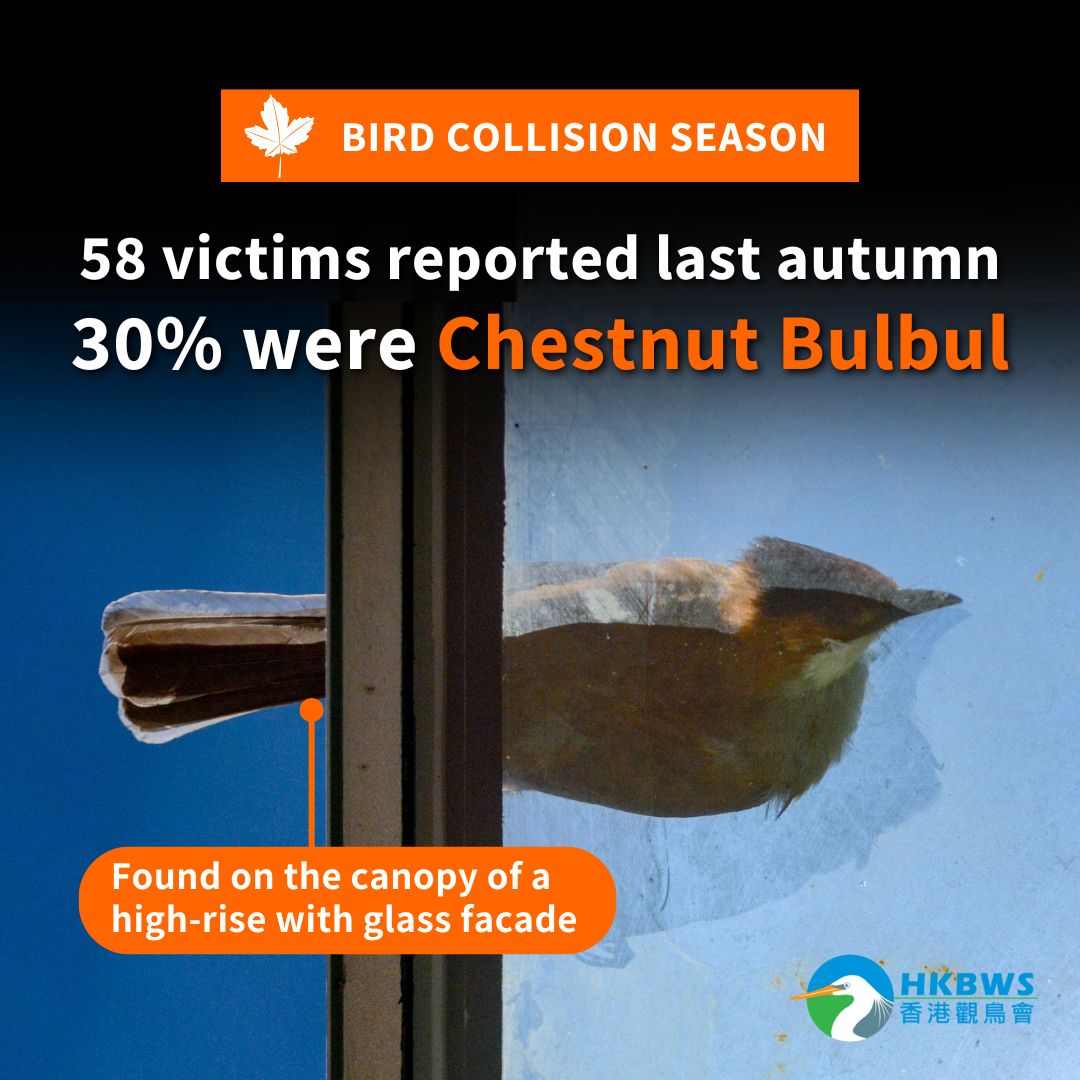 Quick Review of Bird-Window Collisions in Autumn 2024