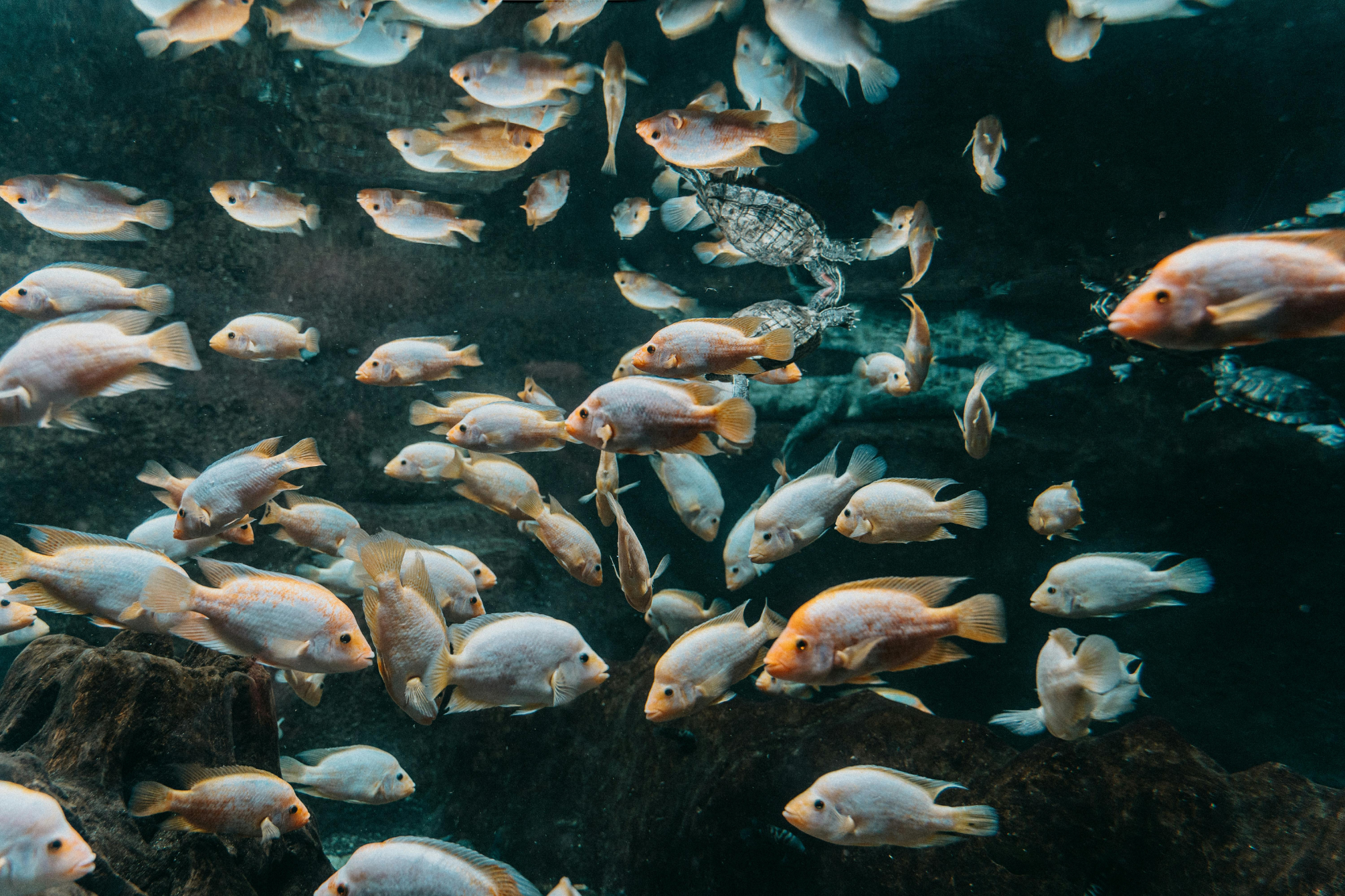 Unveiling the Overlooked: The 4 Key Environmental Impacts of Aquafeed