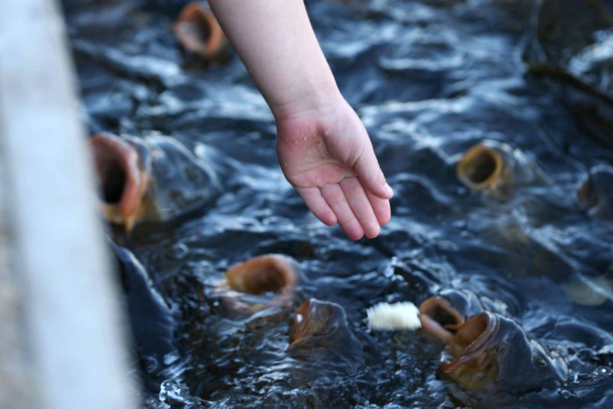 Protein Powerhouses: Alternative Protein Ingredients for Aquafeed