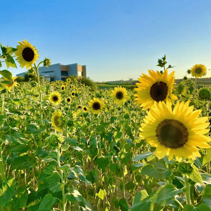 Making Space for Biodiversity in the Vineyard