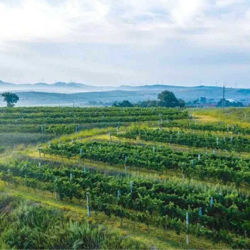 Healthy Soil, Resilient Vines: Where Sustainable Winemaking Begins