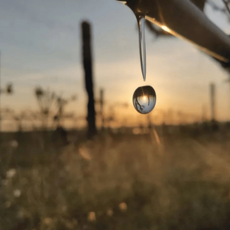 Every Drop Matters: Building Water Resilience at a Winery